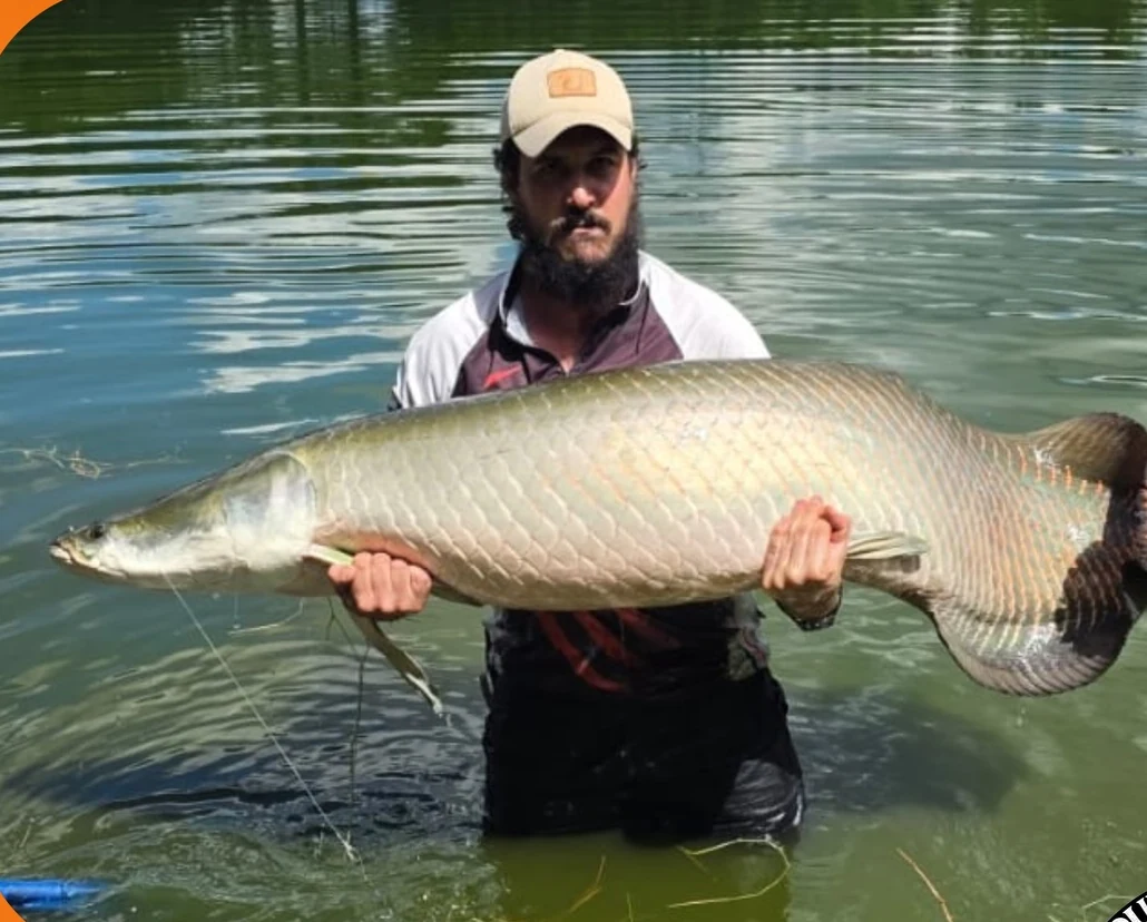 Pescador exibindo pirarucu gigante capturado no lago do Pesqueiro do Parque em Campo Grande MS — pesque e solte e pesca esportiva